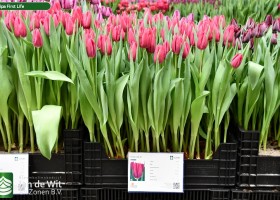 Tulipa First Life ® (1)